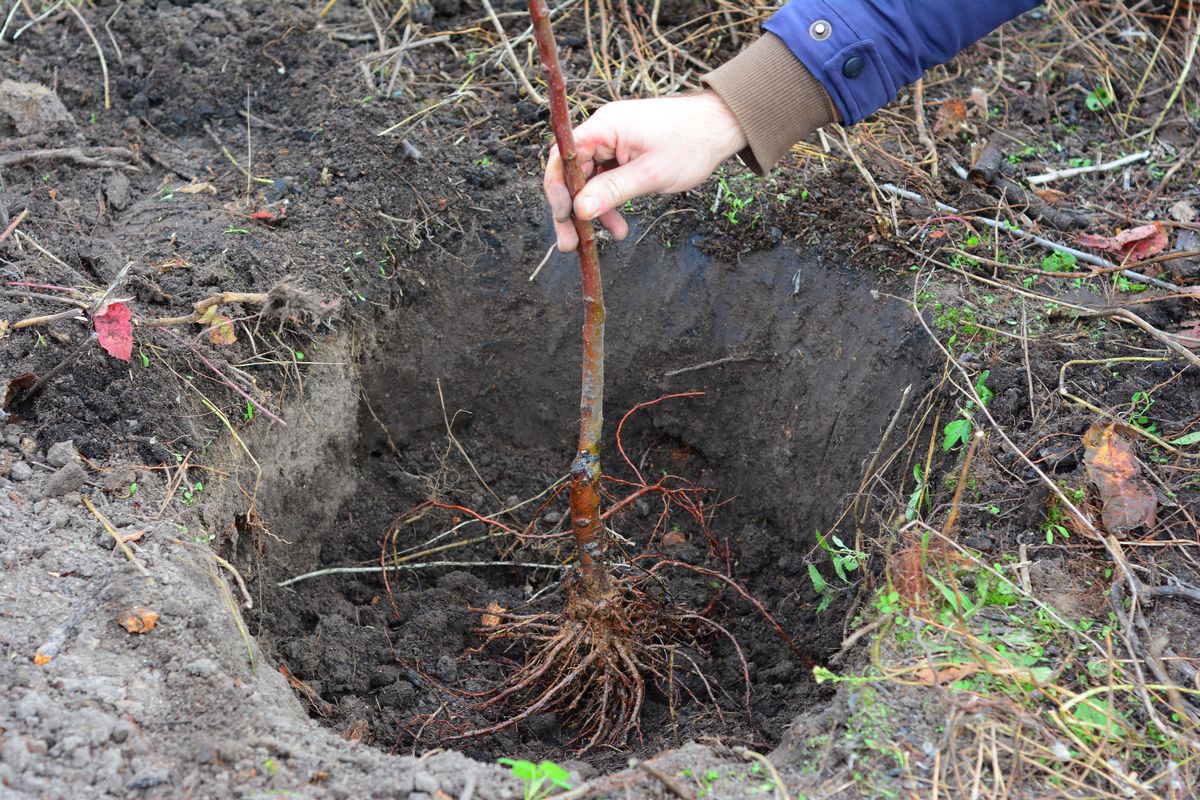 Gardener planting fruit tree in the planting hole.
