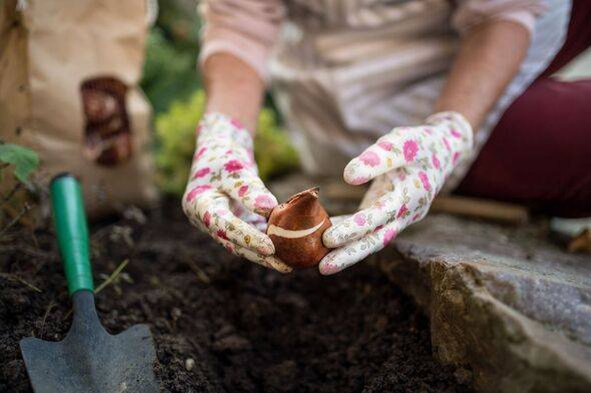 woman planting bulbs in soil