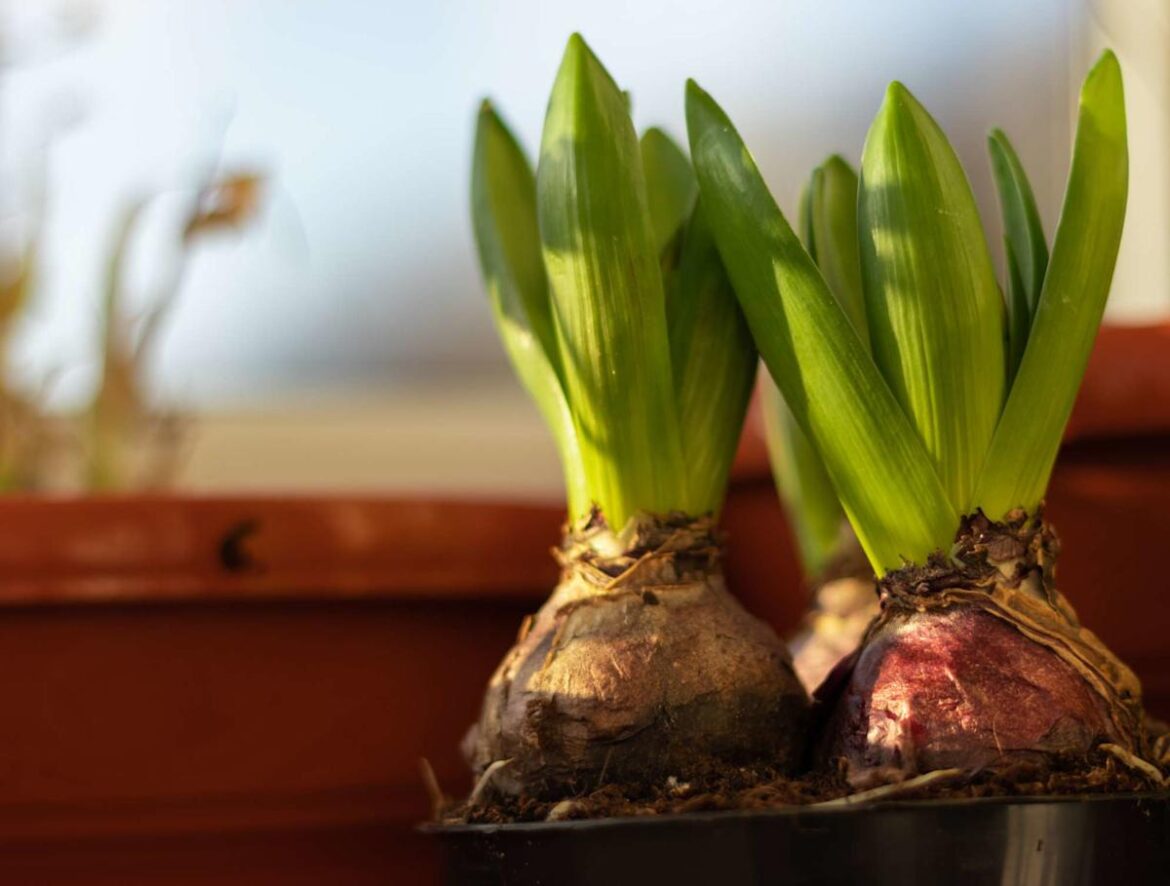 8 Bulbs You Should Start Indoors Now for Colorful Blooms in Spring 8 Bulbs You Should Start Indoors Now for Colorful Blooms in Spring