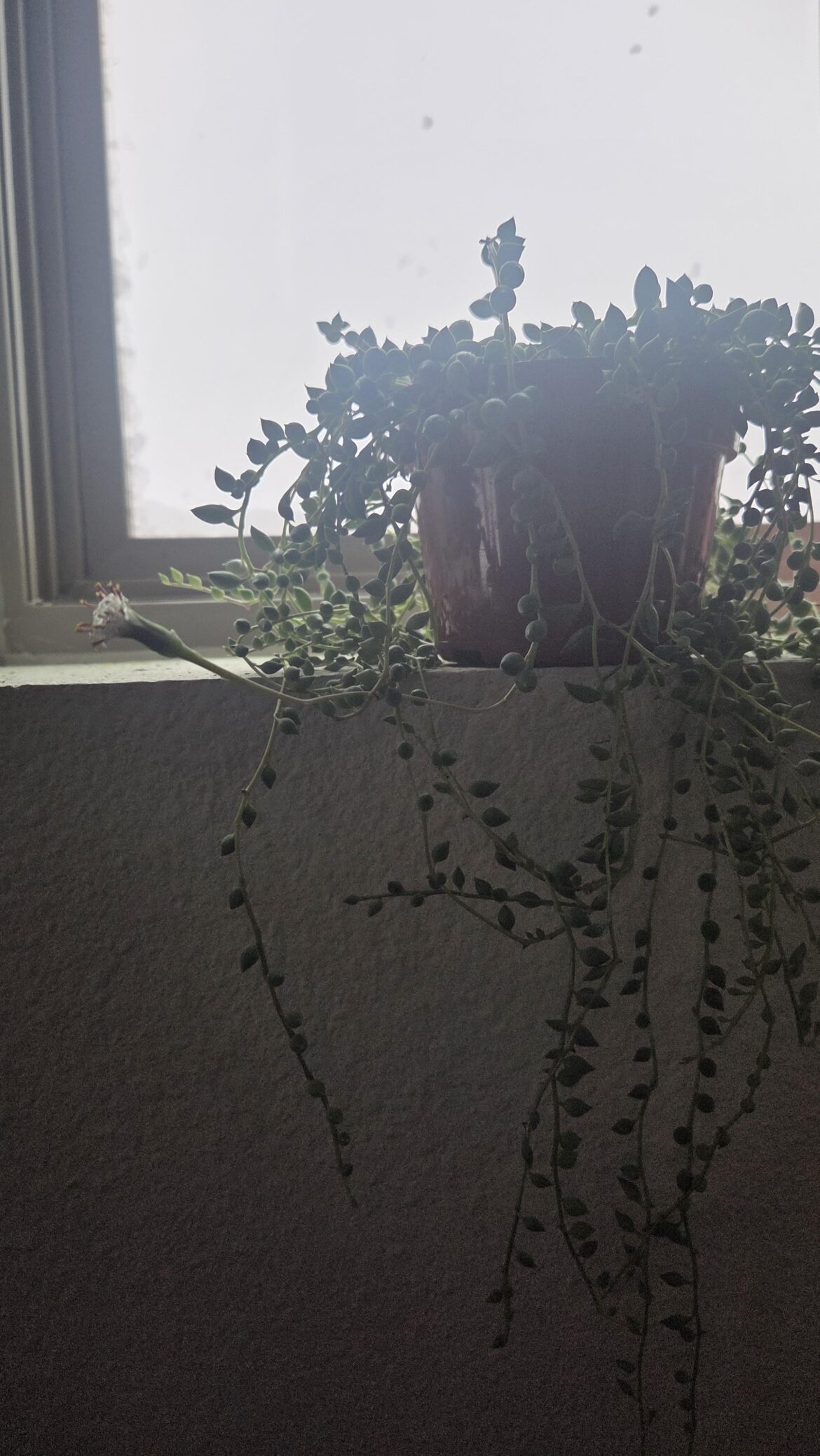 My string of tears sneakily bloomed!