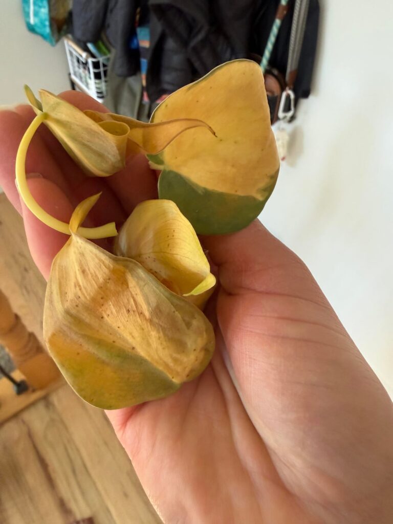 Brazil losing leaves Brazil losing leaves