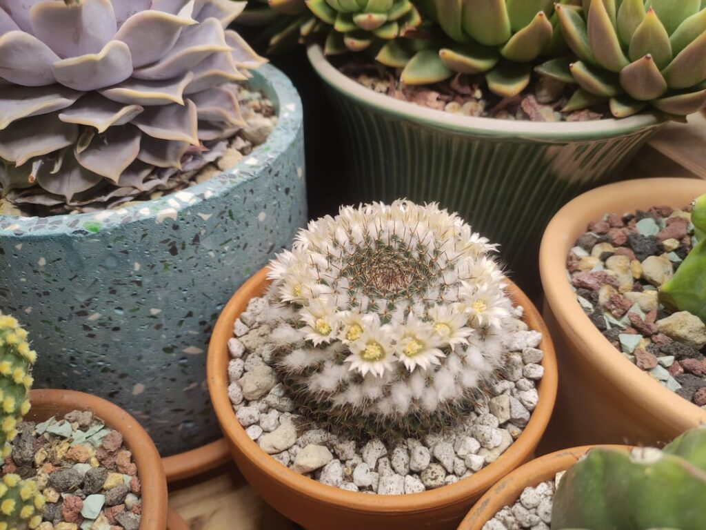 Winter flowers