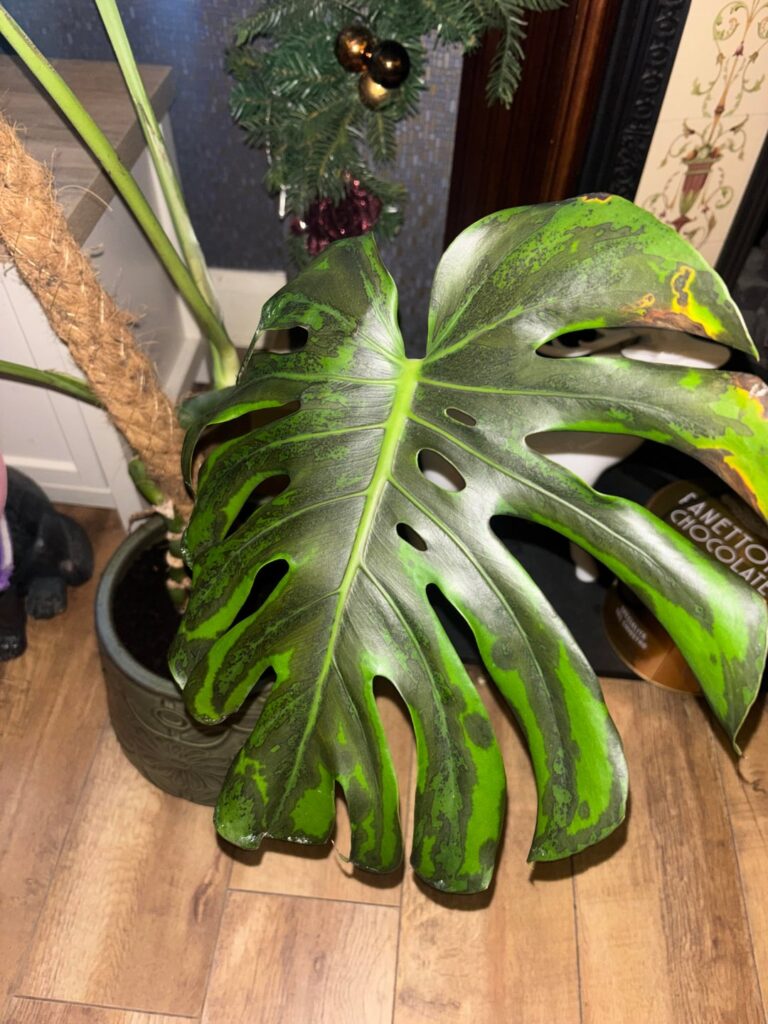 Help! i left my monstera outside in the cold after repotting and brought it in and it’s looking like this is there any hope? i grew her from a little baby 😭