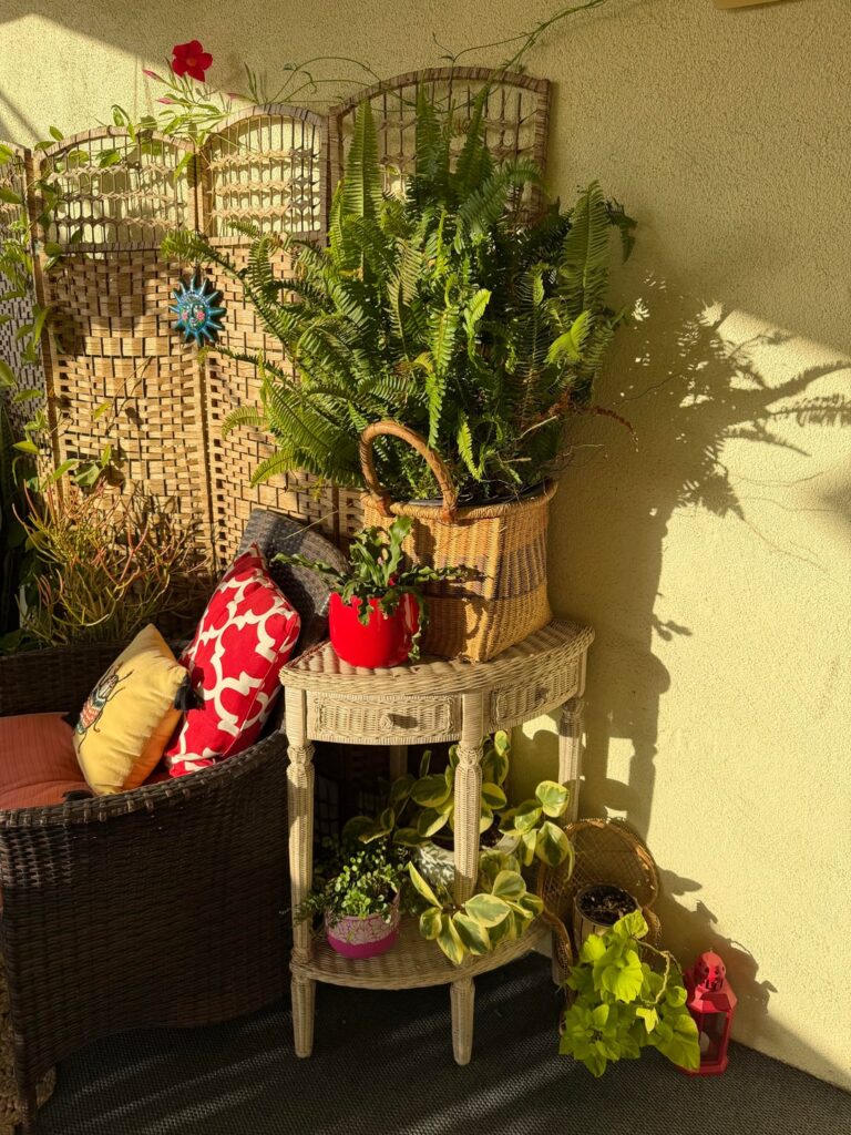 After becoming an empty nester in 2017,Plants became my children. They bring me JOY 🥹 that must be shared! Happy Friday!