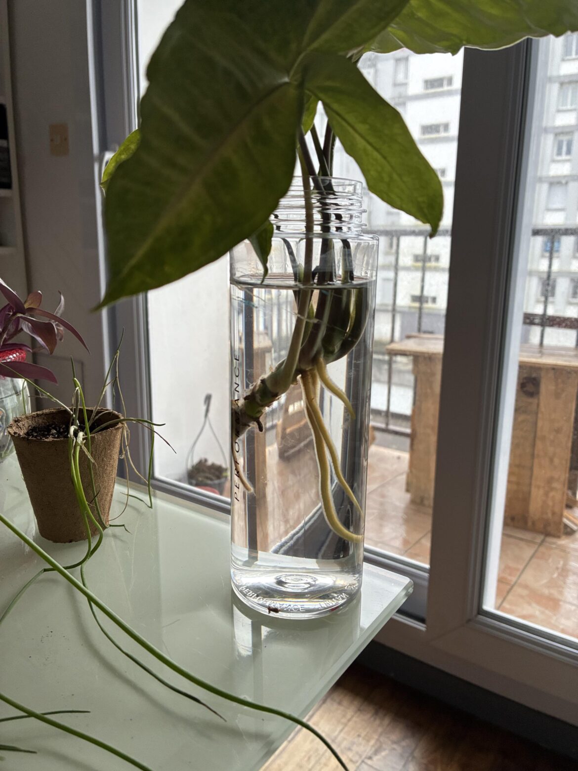 Syngonium struggle with roots Syngonium struggle with roots