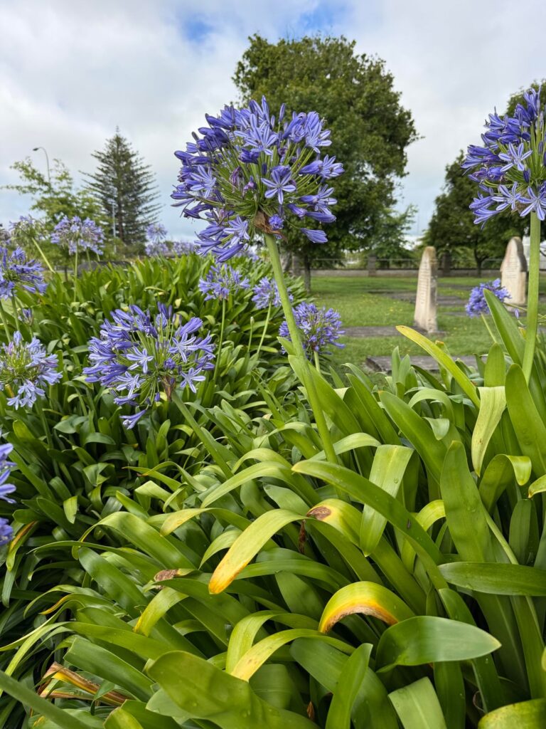 MIL and I thought these were hydrangeas when we saw them from the highway, but now we’re not sure