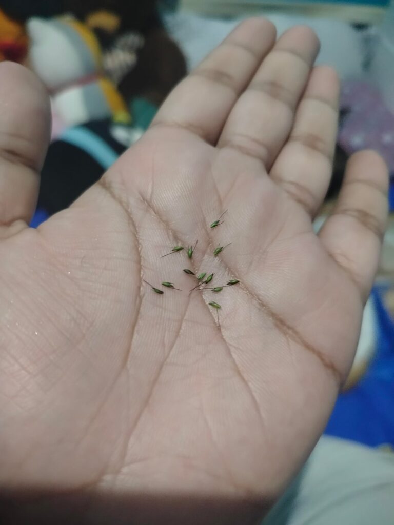 Northern Philippines - seeds found stuck on my cat's fur (cat photo included)