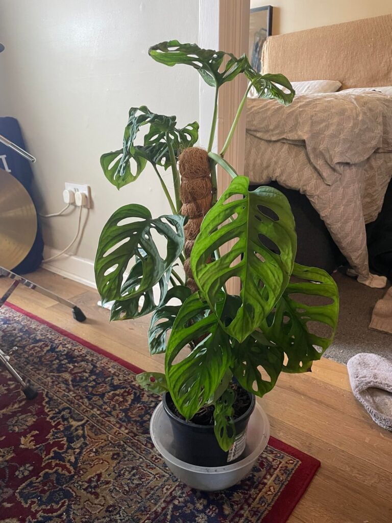 Help a friend out! Rescued this plant from a shop Help a friend out! Rescued this plant from a shop