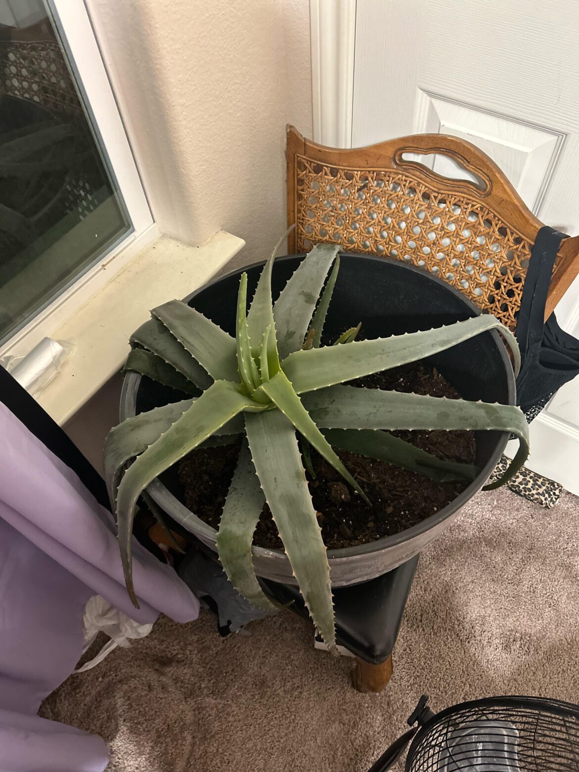 Can I save her 😢 Can I save her 😢