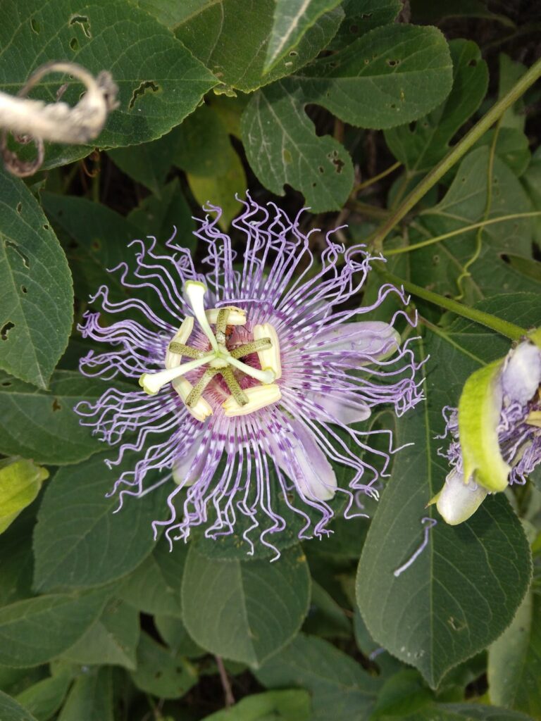 What is this flower?