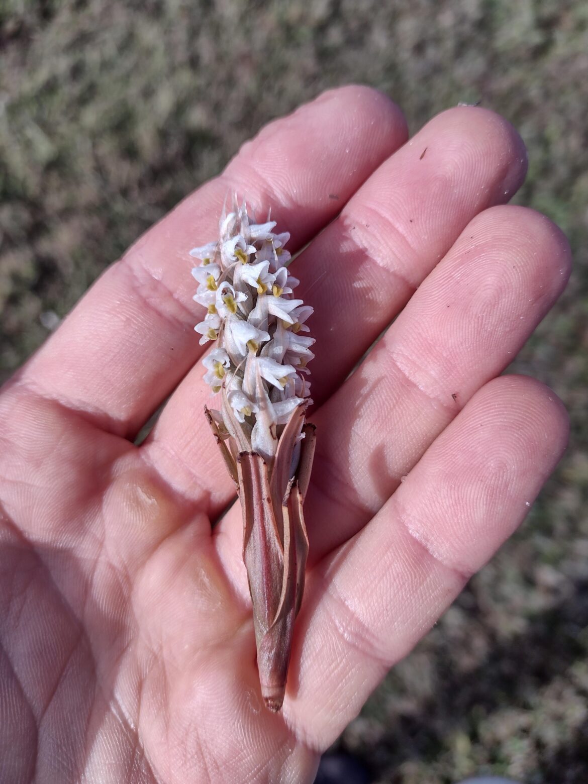 Florida Orchid?