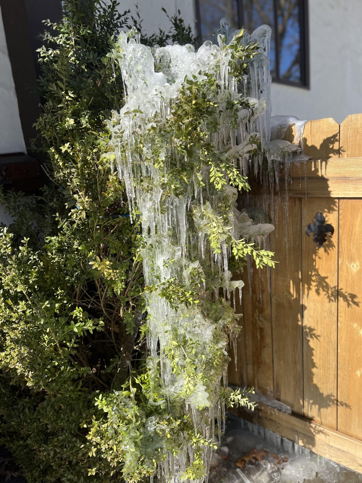 Mature boxwood - cooked?