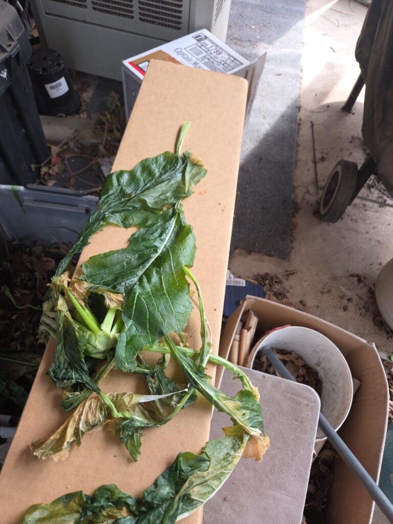 Does anyone know what this is? My folks pulled this out of their raised bed and it was not labeled. It feels slightly less firm than a raw potato, bland to taste, no tap root.
