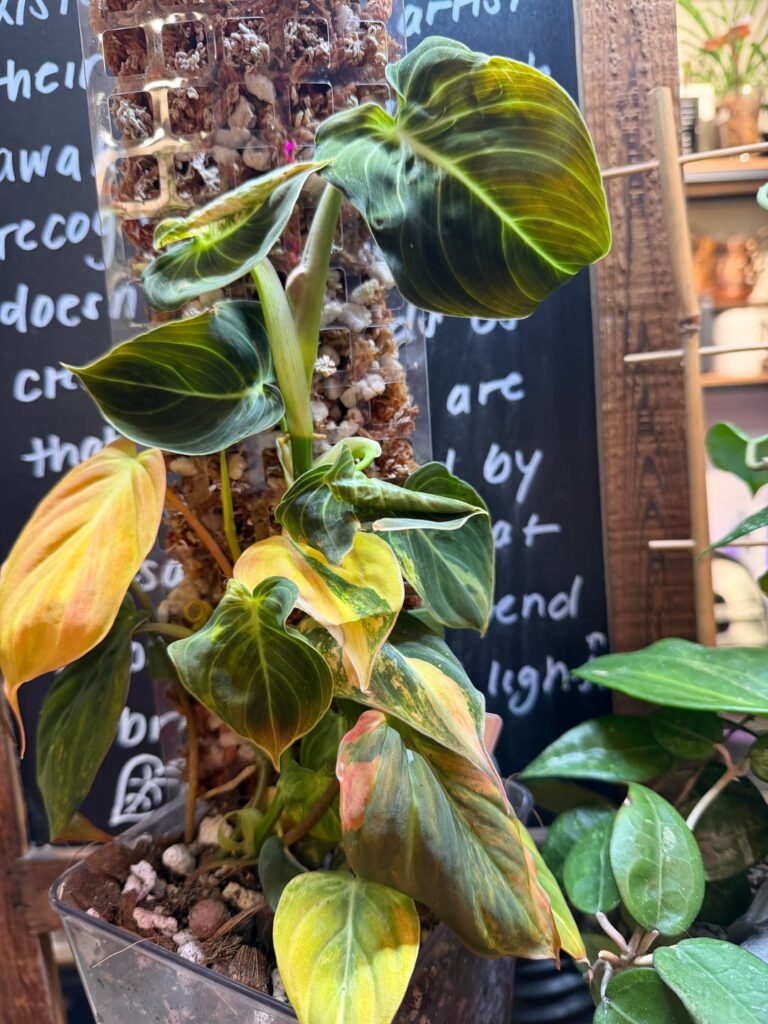 Anyone growing variegated Philodendron melanochrysum? Does yours grow… deformed? Anyone growing variegated Philodendron melanochrysum? Does yours grow… deformed?