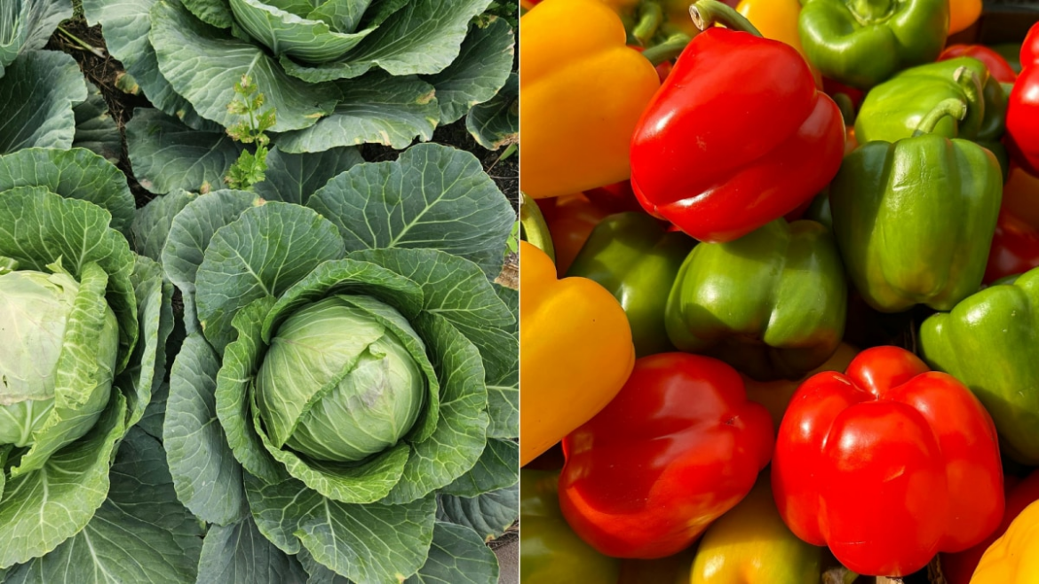 Why These 8 Vegetables Are Ideal For Big Harvests In February
