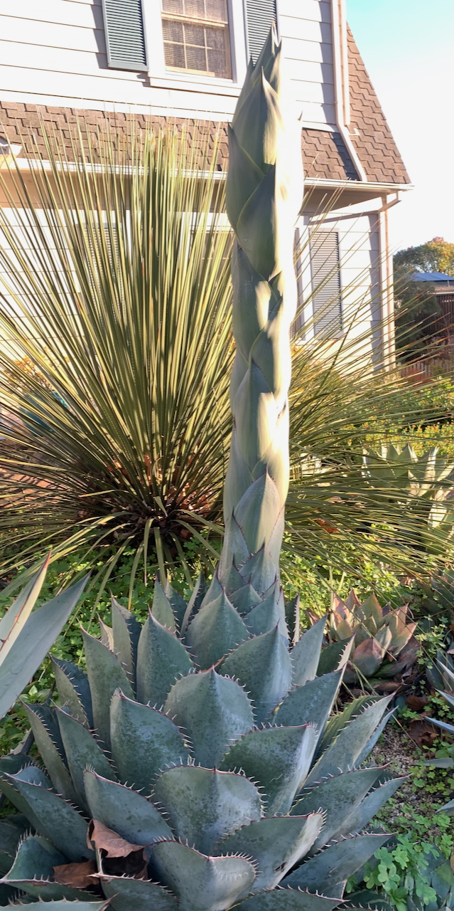 Parryâs Agave (Agave parryi). This plantâs immense flower stalk will...