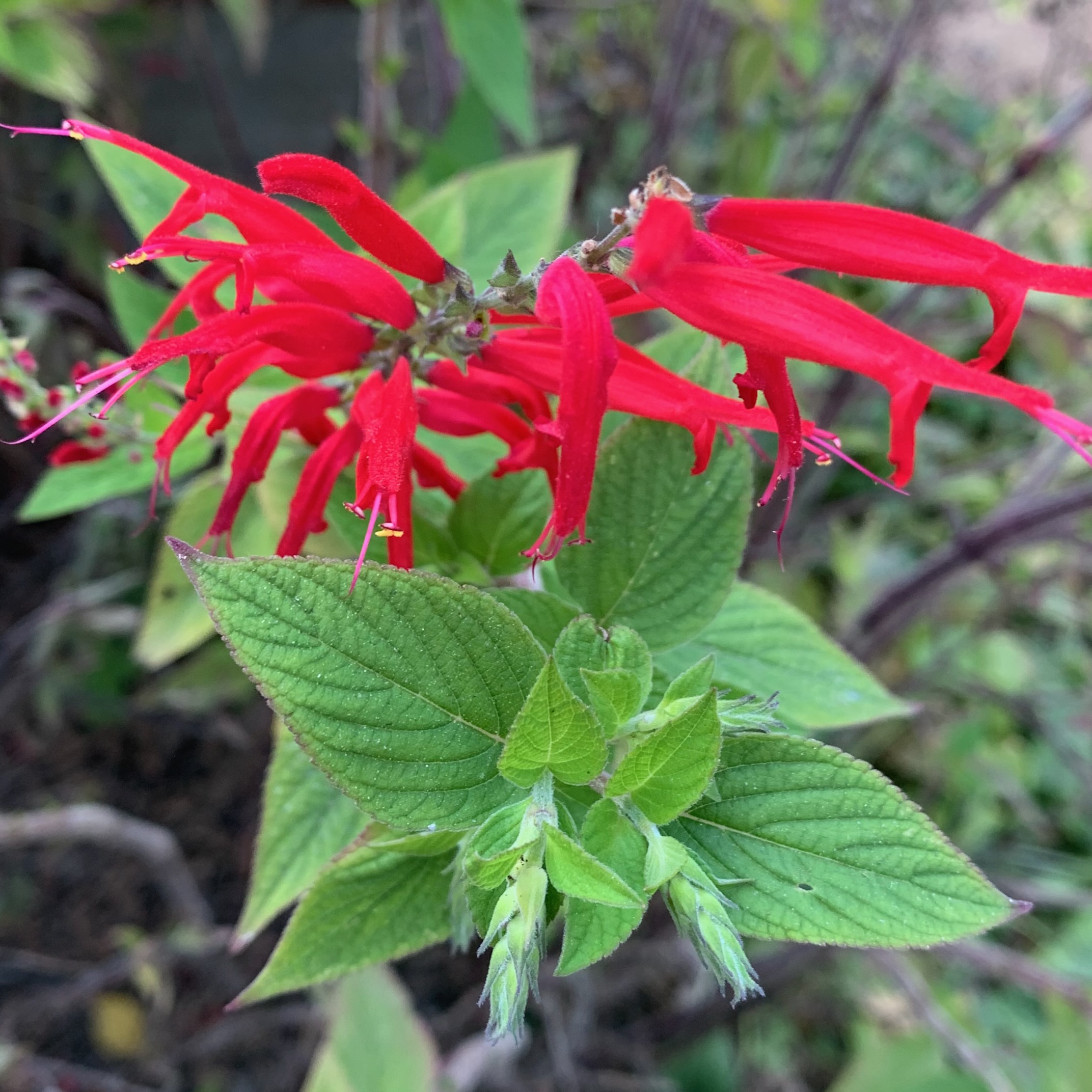 Salvia elegans 'Elk Sonoran Red' (pineapple sage). Deciduous, woody. (Courtesy...