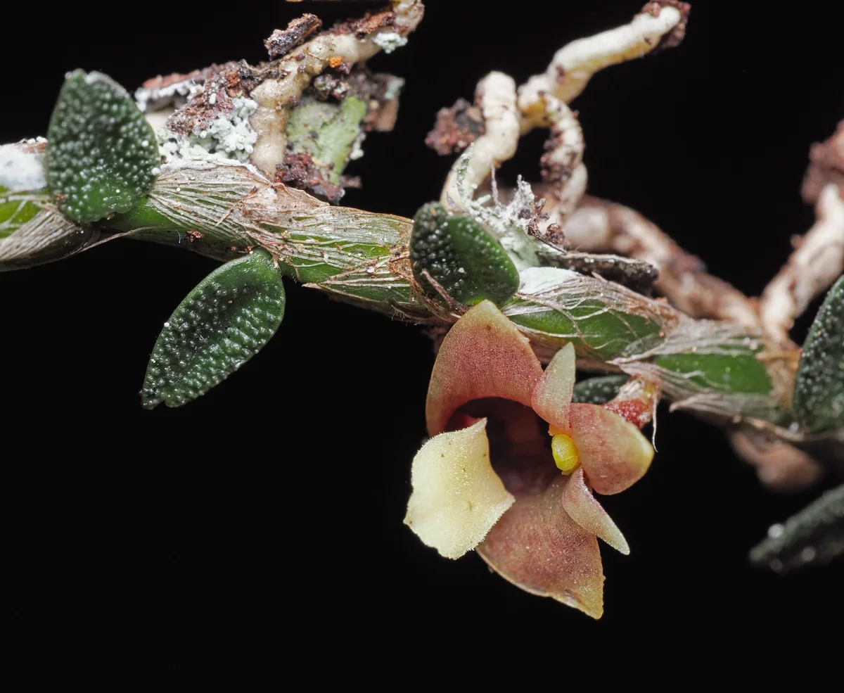10. Dendrobium eruciforme - CREDIT - Andre Schuiteman © RBG Kew