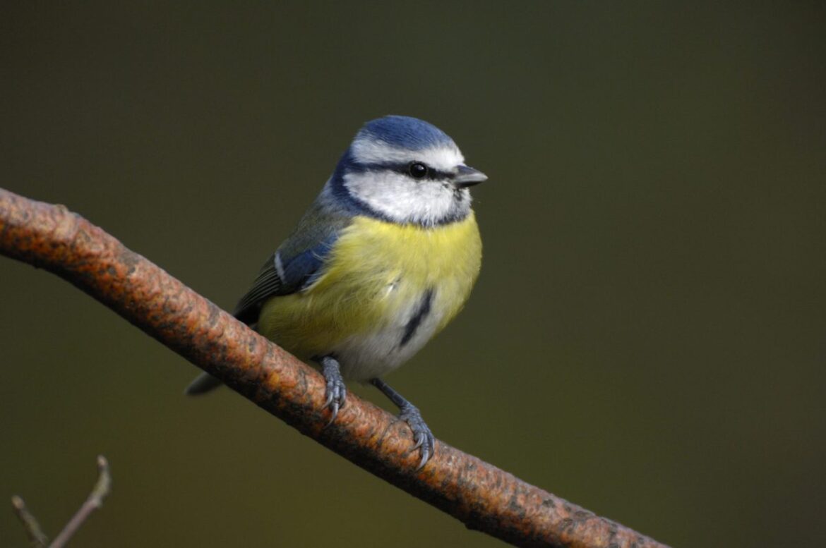 Garden birds in the West Midlands are counting on you Garden birds in the West Midlands are counting on you