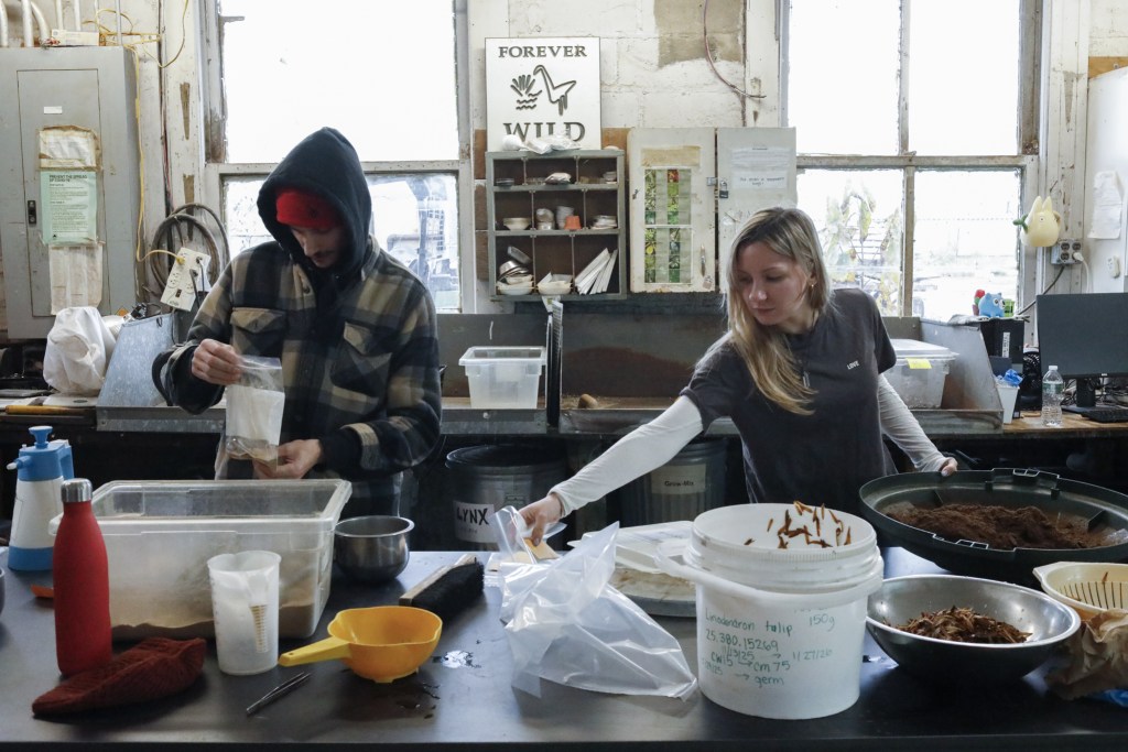 Greenhouse propagators and gardeners Rafael Lacerra, left, and Bree Sands treated seeds to encourage them to break dormancy over the winter,