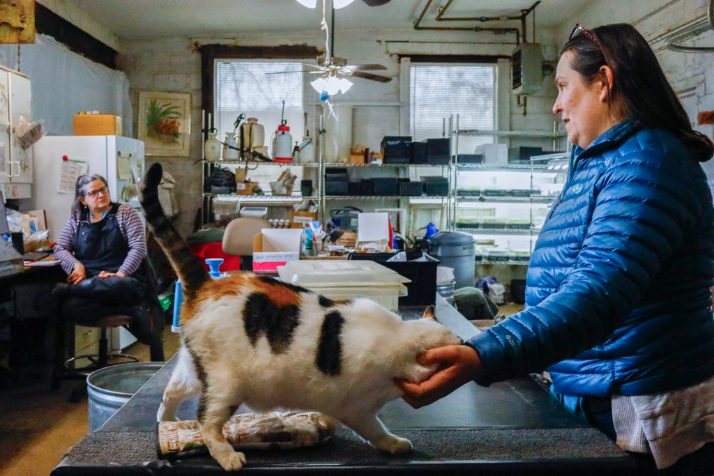 Lucy Rubino pets Lilly the cat inside the Parks Department’s Plant Ecology Center and Nursery on Staten Island,