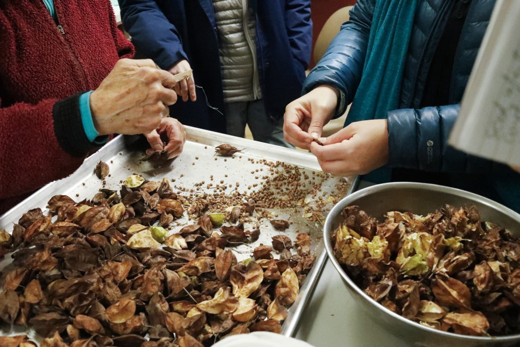 Staten Island plant nursery workers clean seed pods from bladdernut trees harvested from Crosswicks,