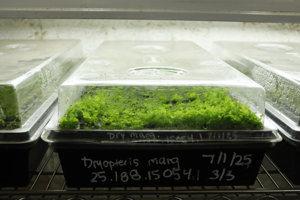 Ferns grow in the headhouse of the greenhouse at the Parks Department’s Plant Ecology Center and Nursery on Staten Island,