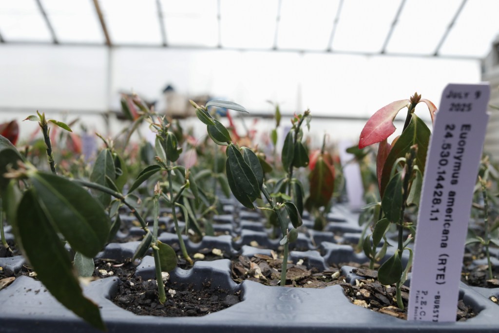 Plants sprout at the Parks Department’s Plant Ecology Center and Nursery on Staten Island,