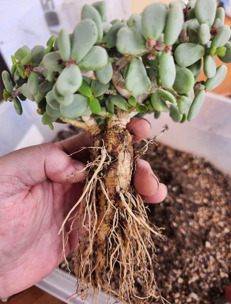 Ceraria pygmaea, 3 Year Old Repot
