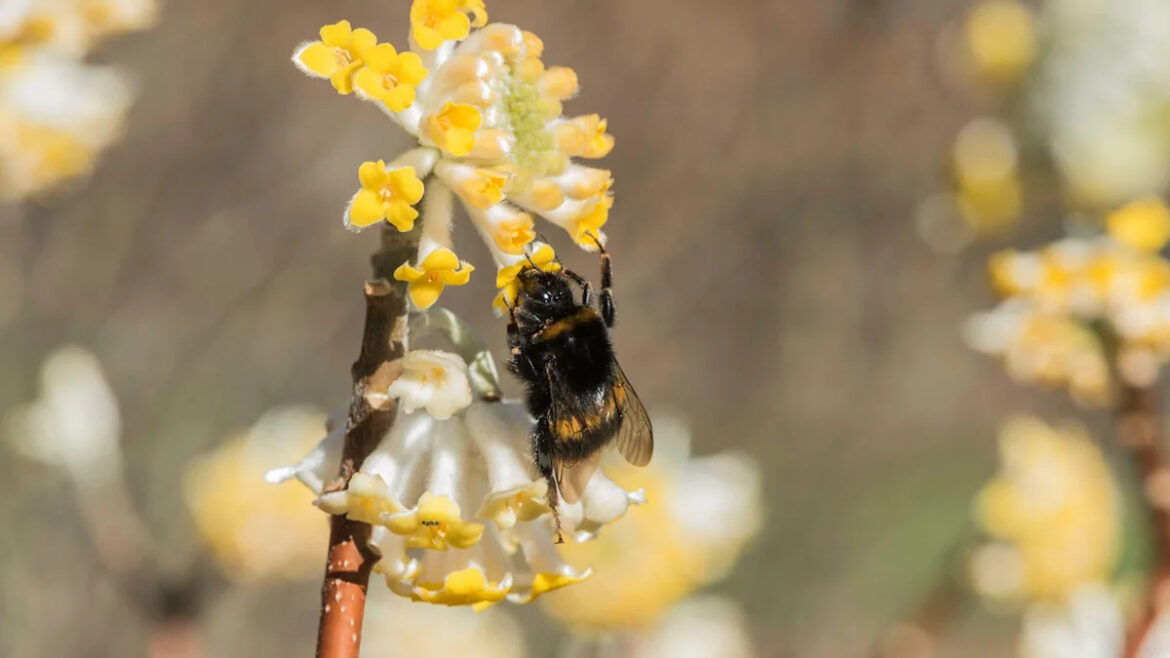 How to create the most fragrant winter garden in a small space