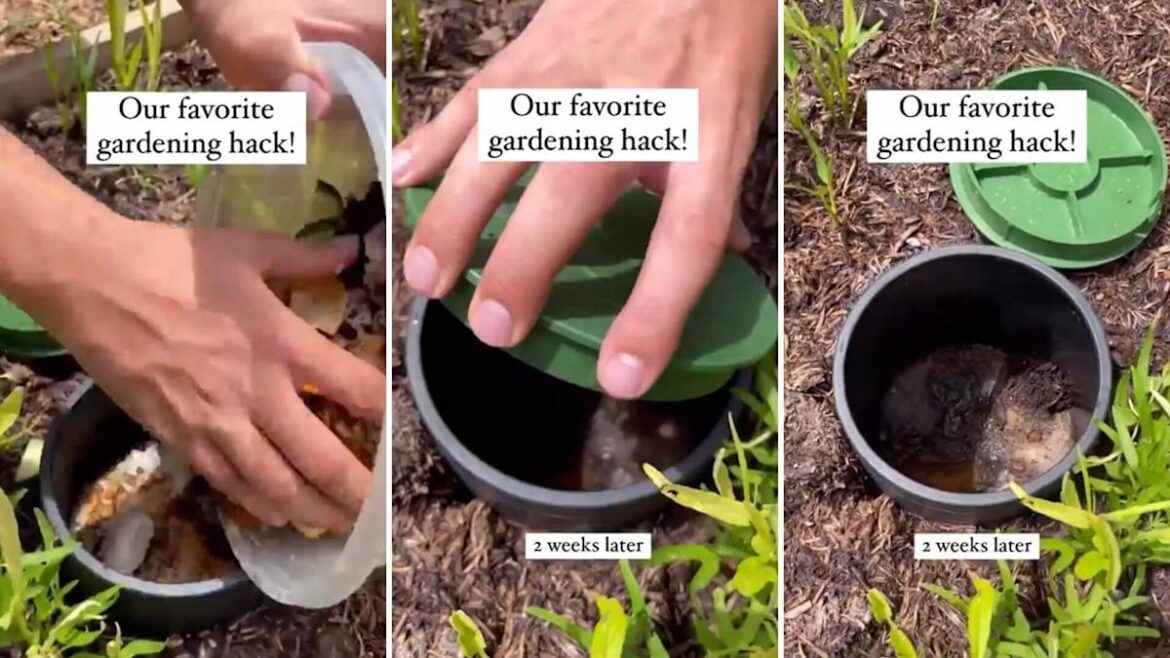 Couple reveals the $6 backyard tool they call their favorite gardening hack: 'Effortless and cost-effective'