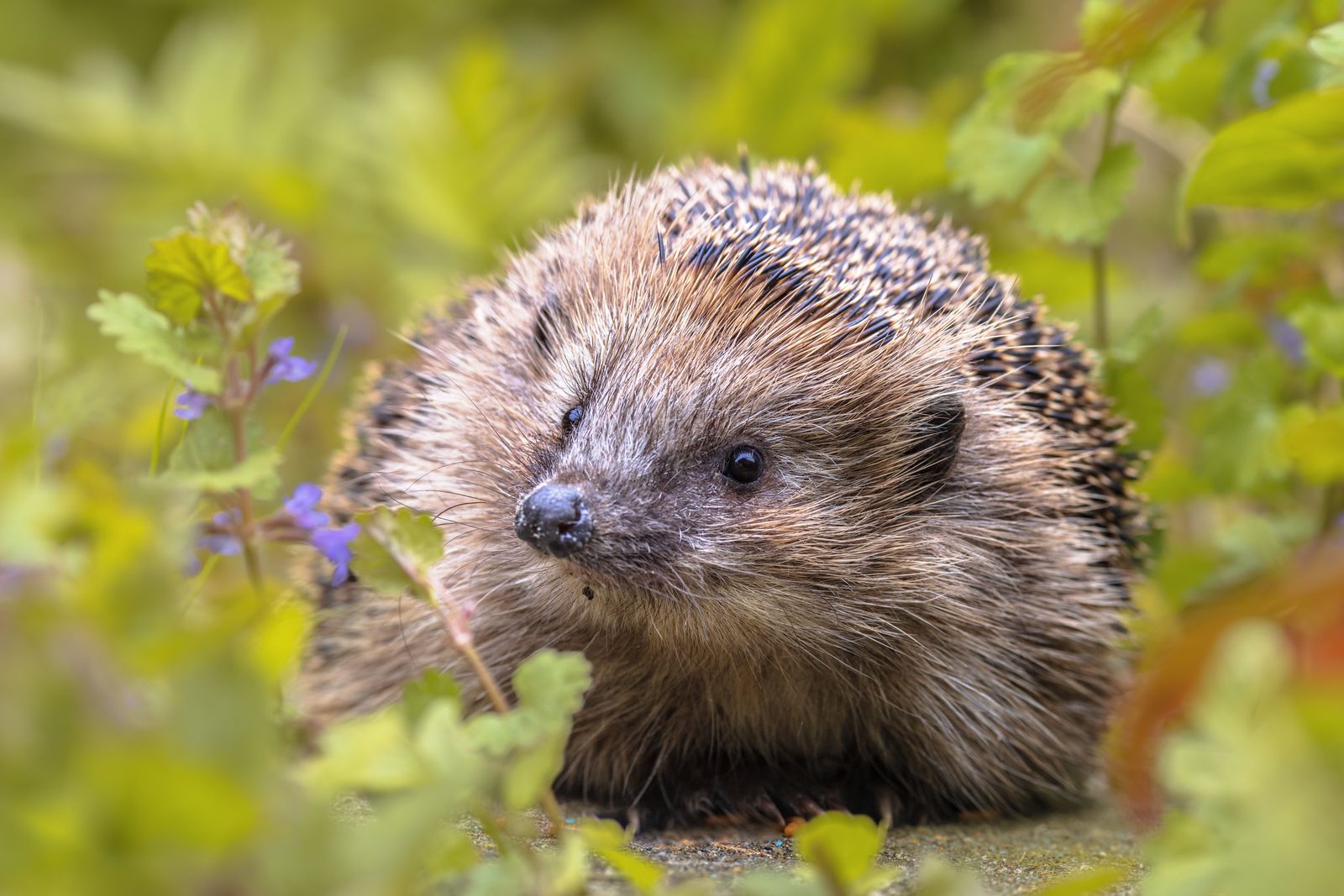 Image may contain Animal Hedgehog Mammal Rat and Rodent