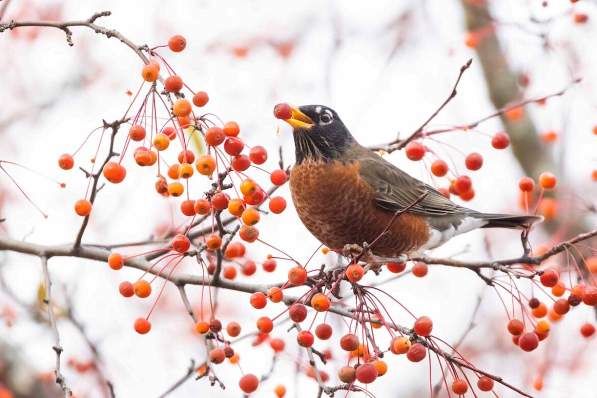 6 Plants That Add Color to Your Winter Garden with Berries