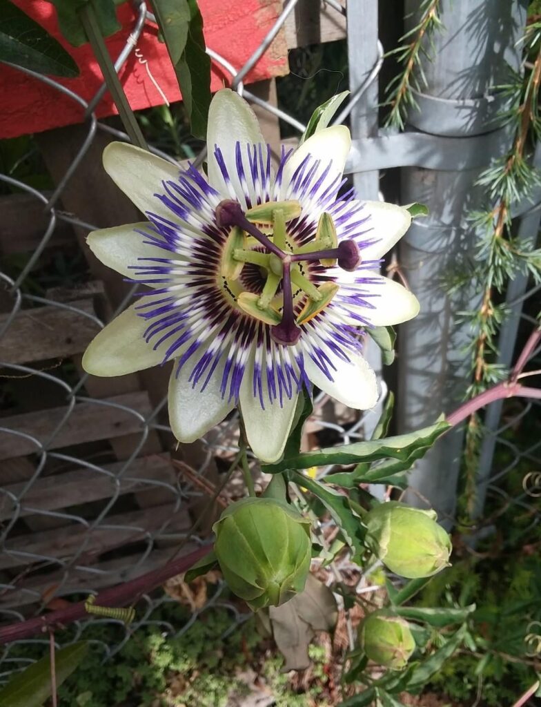 Just found this sub. Some nice pics of flowers I took from walks when I lived in oregon