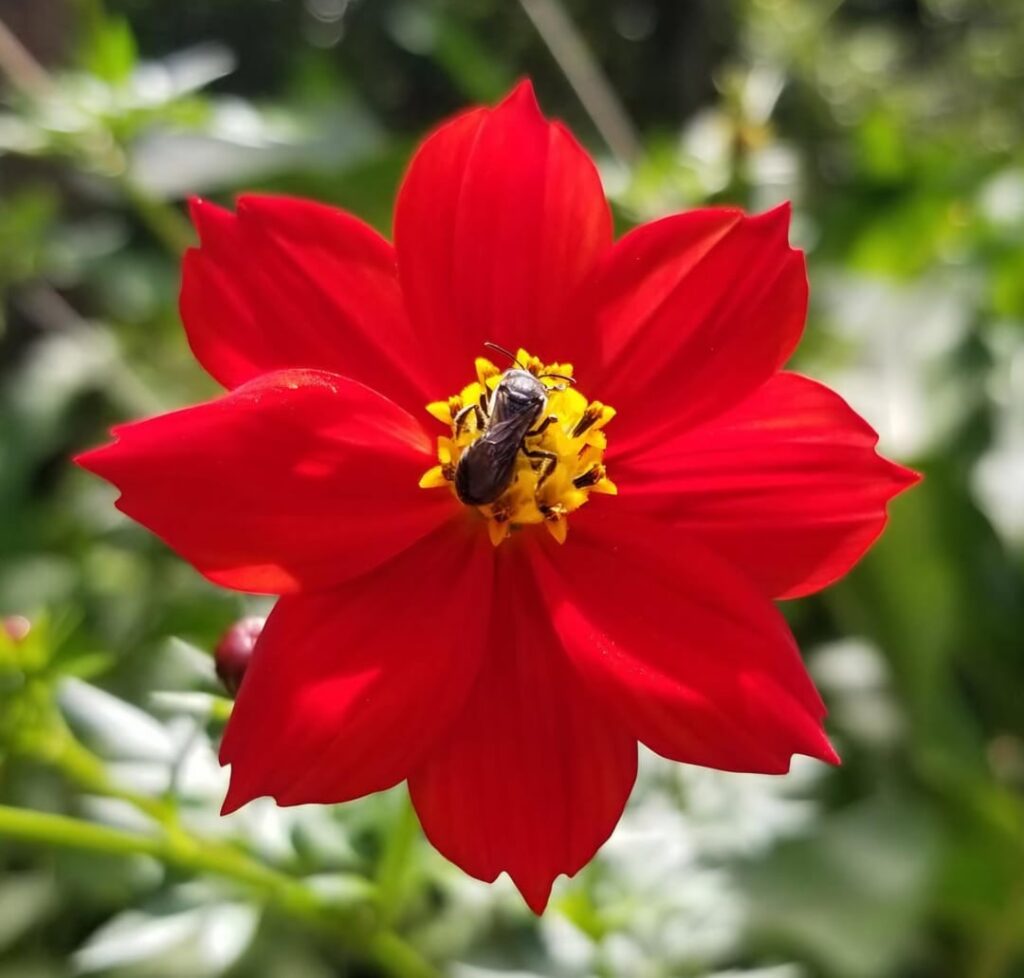 Flowers/plants from El Salvador