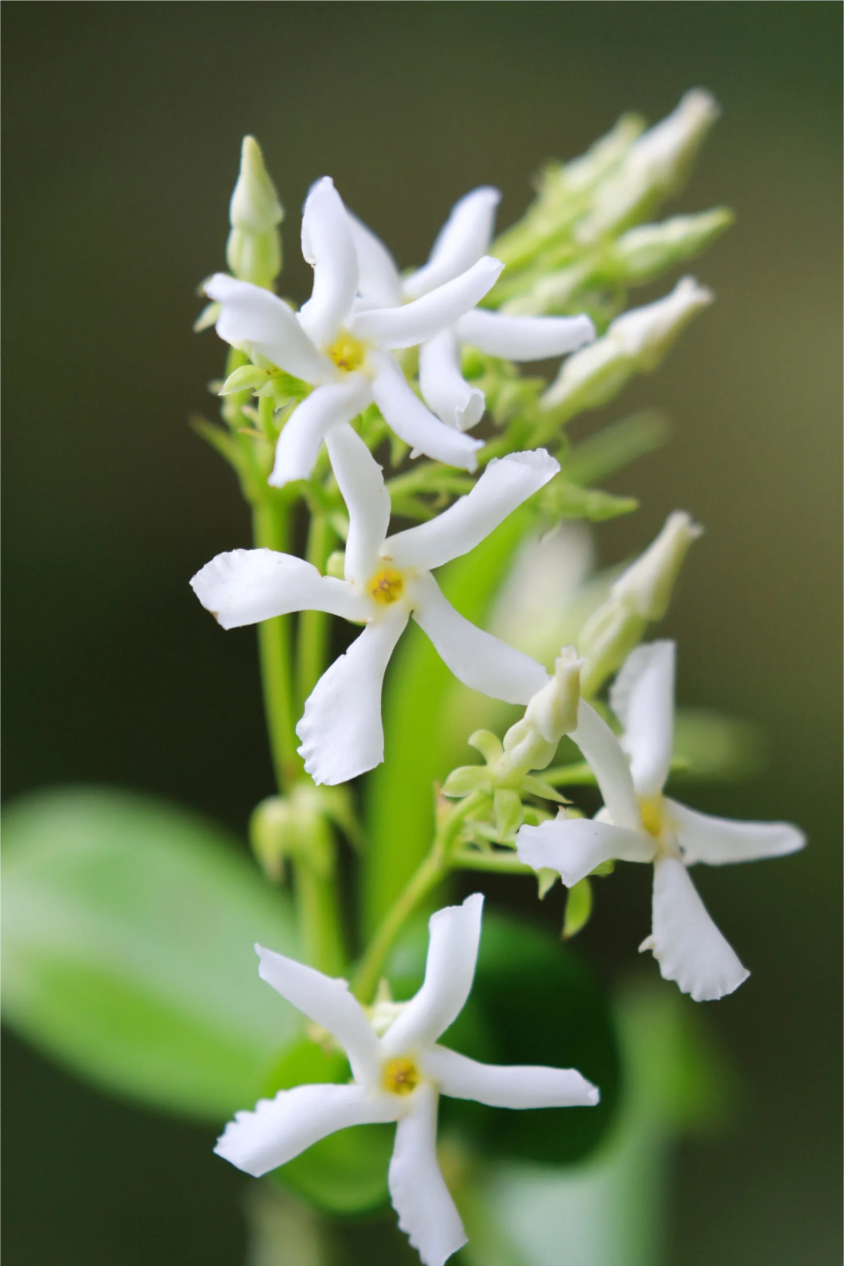 Star jasmine can be grown as a ground cover.