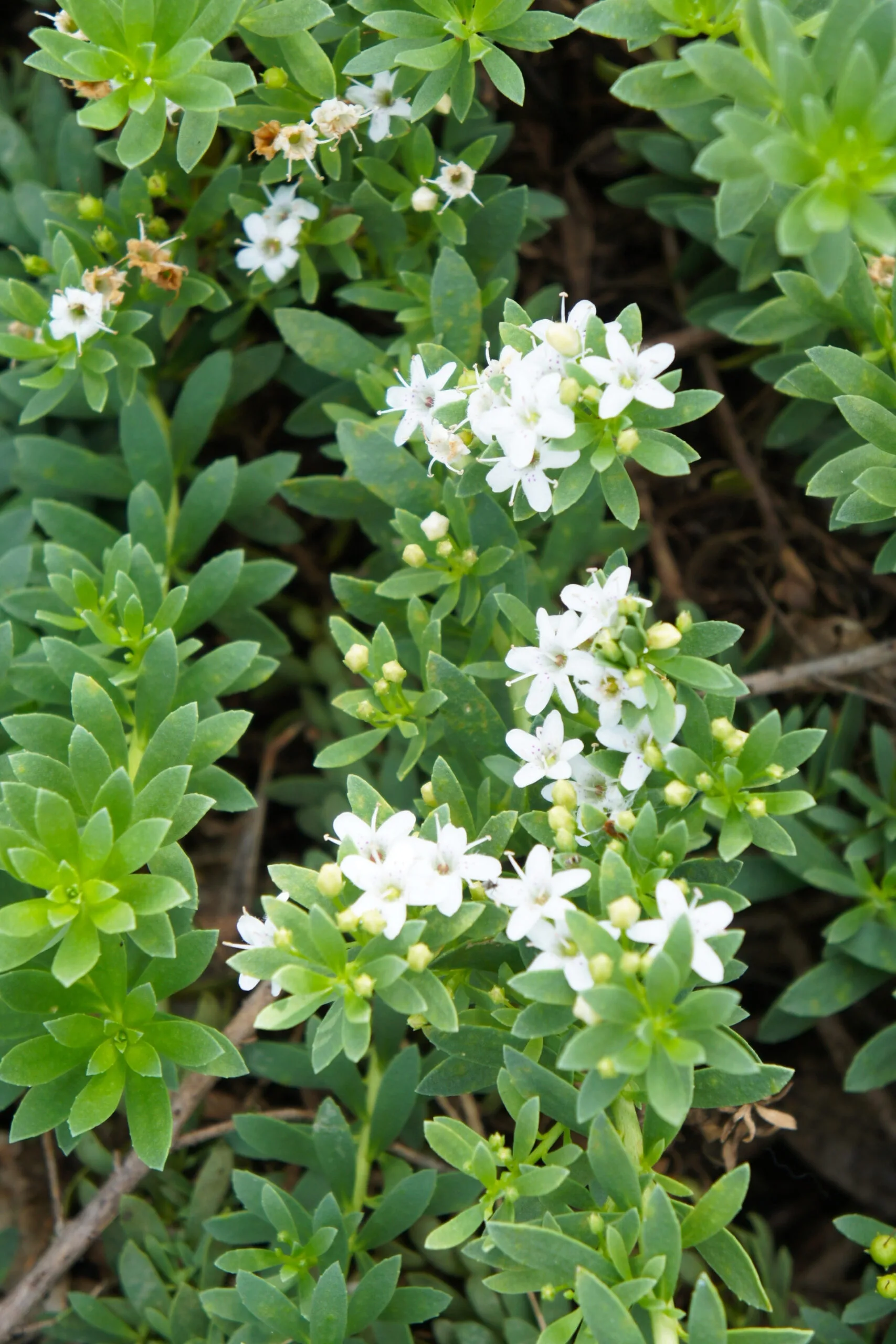 Creeping boobialla is an Australian native that makes a nice, low-maintenance ground cover.