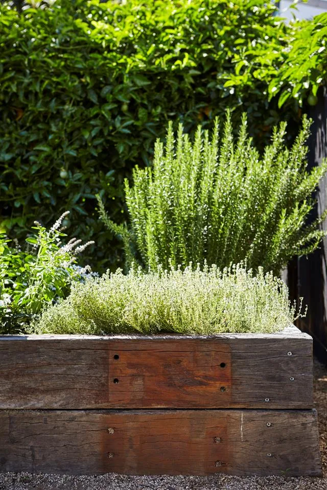 Creeping thyme can double as a herb and a ground cover plant in Australia.