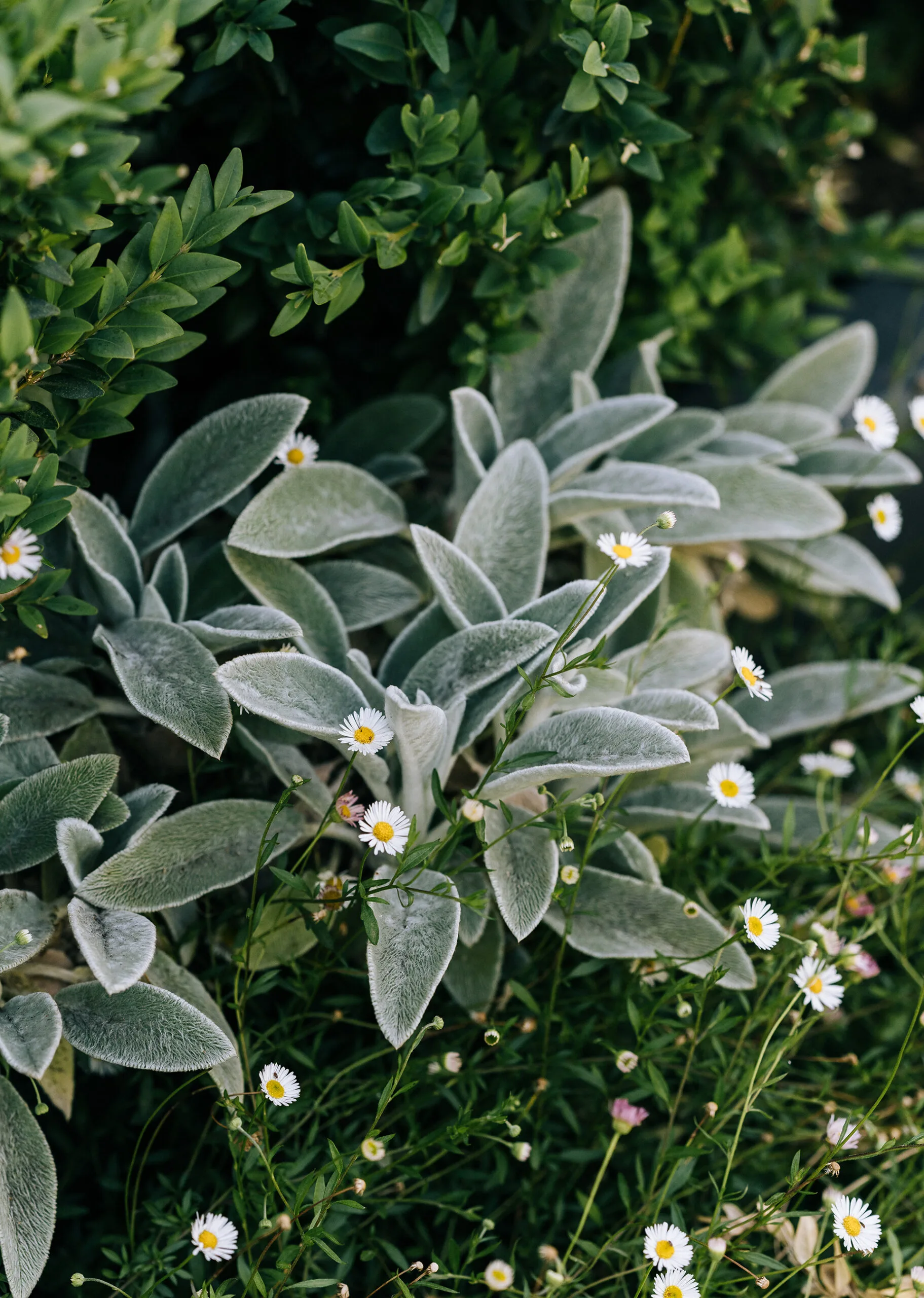 Lamb's ear makes a soft and textural ground covering.