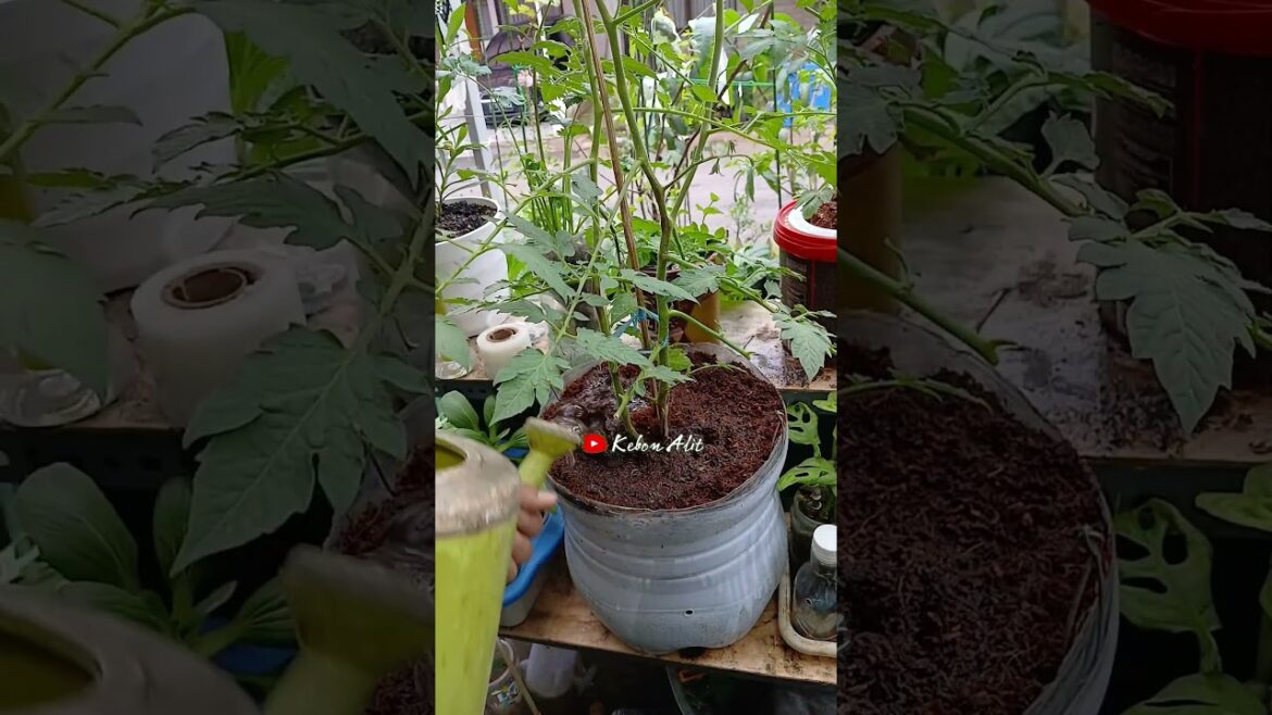 The Lazy Gardener’s Way to Perfect Tomatoes