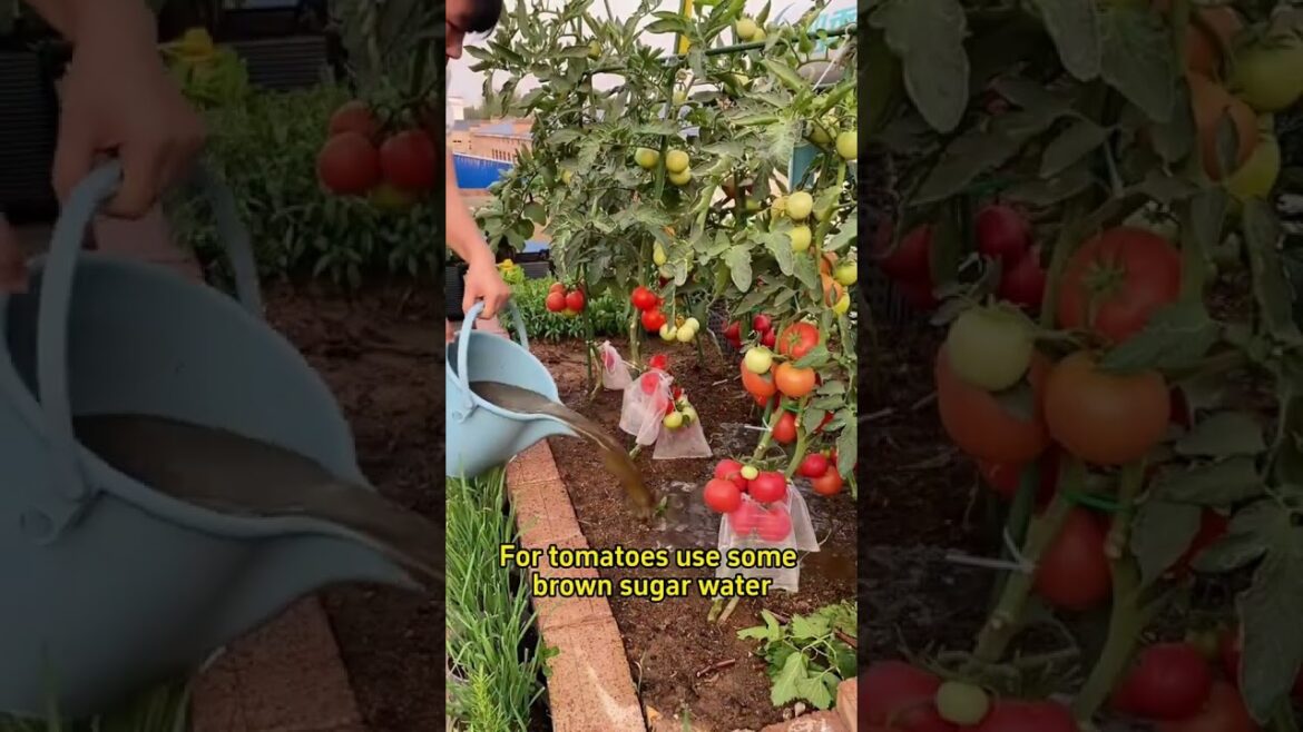 vegetable Watering Tips in garden#healthyplants #gardentips  #plant #farm #agriculture #gardening