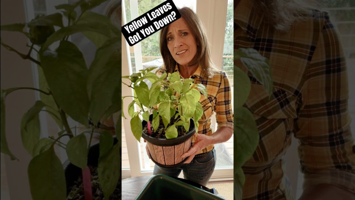 Indoor Plants Not Growing?