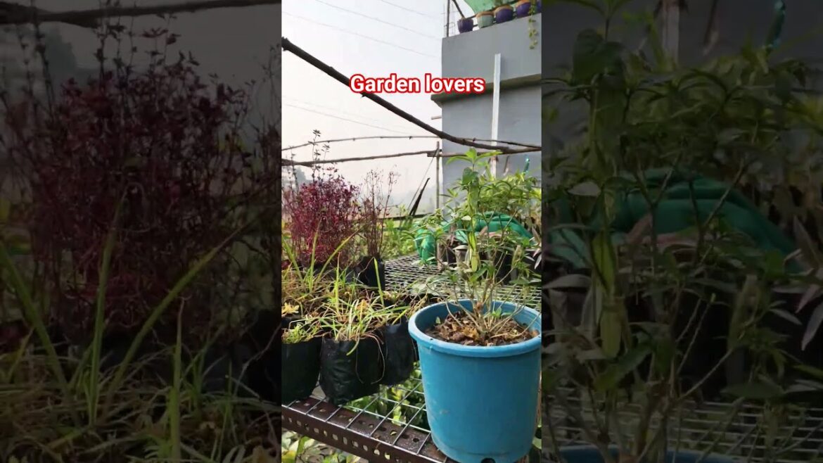 garden care #shorts #gard #gardening #greenlove #plants #dillipsahoo garden care #shorts #gard #gardening #greenlove #plants #dillipsahoo