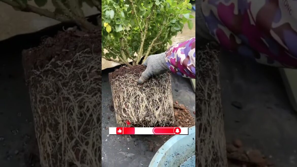 ROSE GARDENING SECRET TIPS  | Best care tips For Rose Plant | Rose Potting Soil Mix #garden #rose