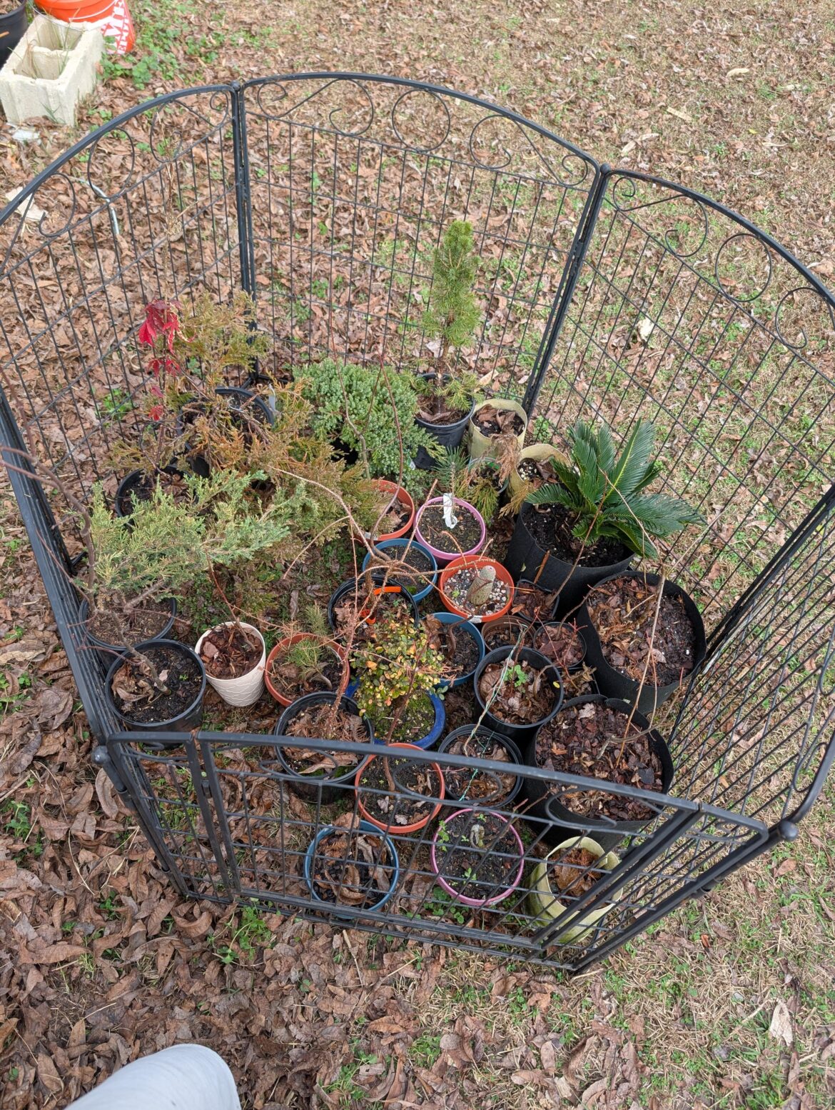 Had to put the trees in jail for the winter (feat. Dying Juniper)