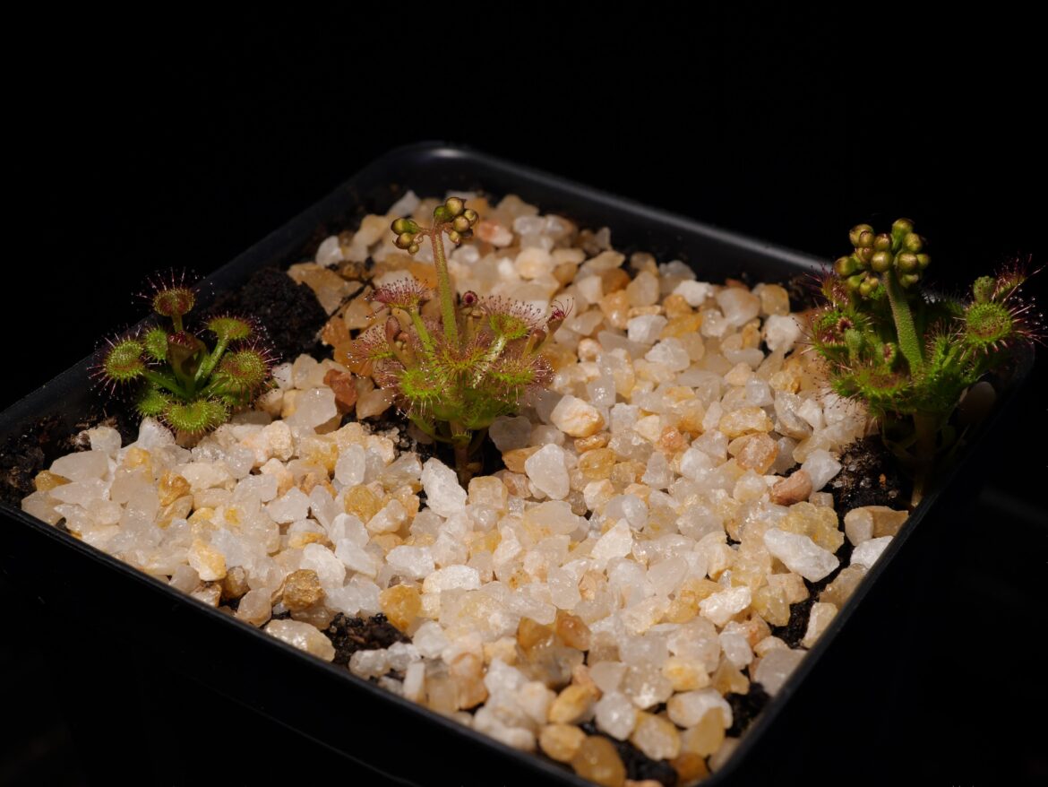 Drosera Stolonifera ssp Compacta x Stolonifera