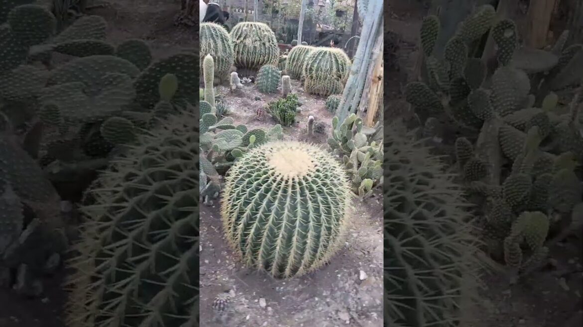 cherrybellosm #gardendesign #gardening #snakeplantllp #cactus #youtubeshort #viralshorts