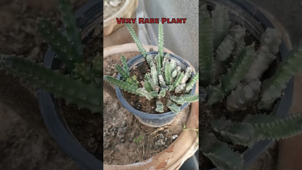 From Wild to Pot 🌿 Caralluma Tuberculata | Chunga | Pamanki From Wild to Pot 🌿 Caralluma Tuberculata | Chunga | Pamanki