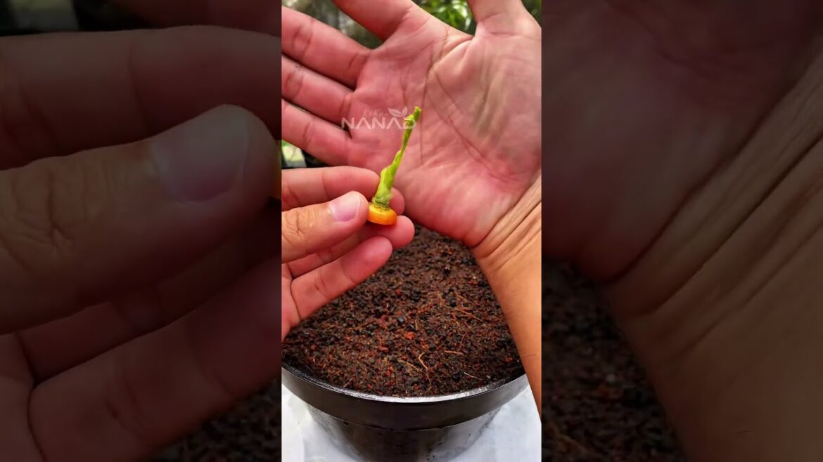Here’s how to plant carrots easily #kebunnanad #gardening #plantingtips #timelapse #fypviralシ