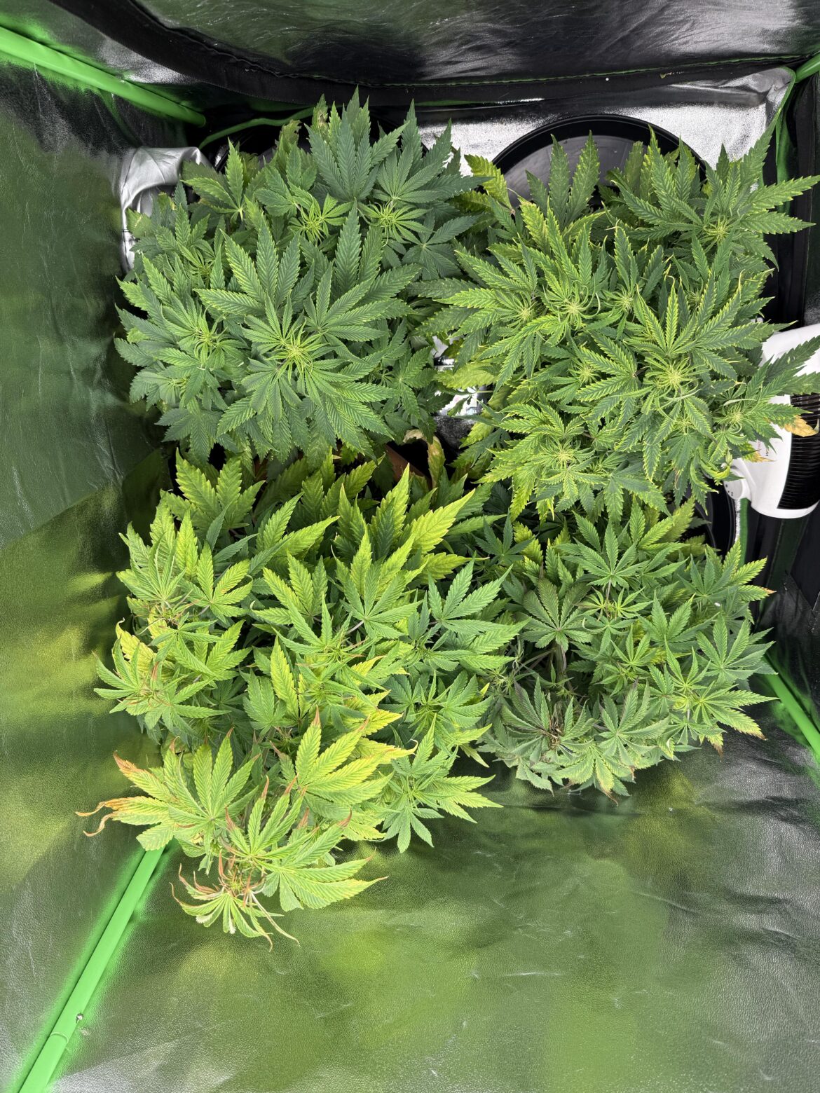 Something is stressing my plants and I don’t have idea what